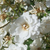 Biały  - Róże parkowe - Guirlande d'Amour®